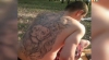 татуировка Льва на спине Славы